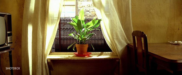 Las plantas en el cine: aprender a ver lo verde en la pantalla