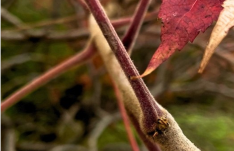 La planta que enciende los 
caminos sin quemarlos