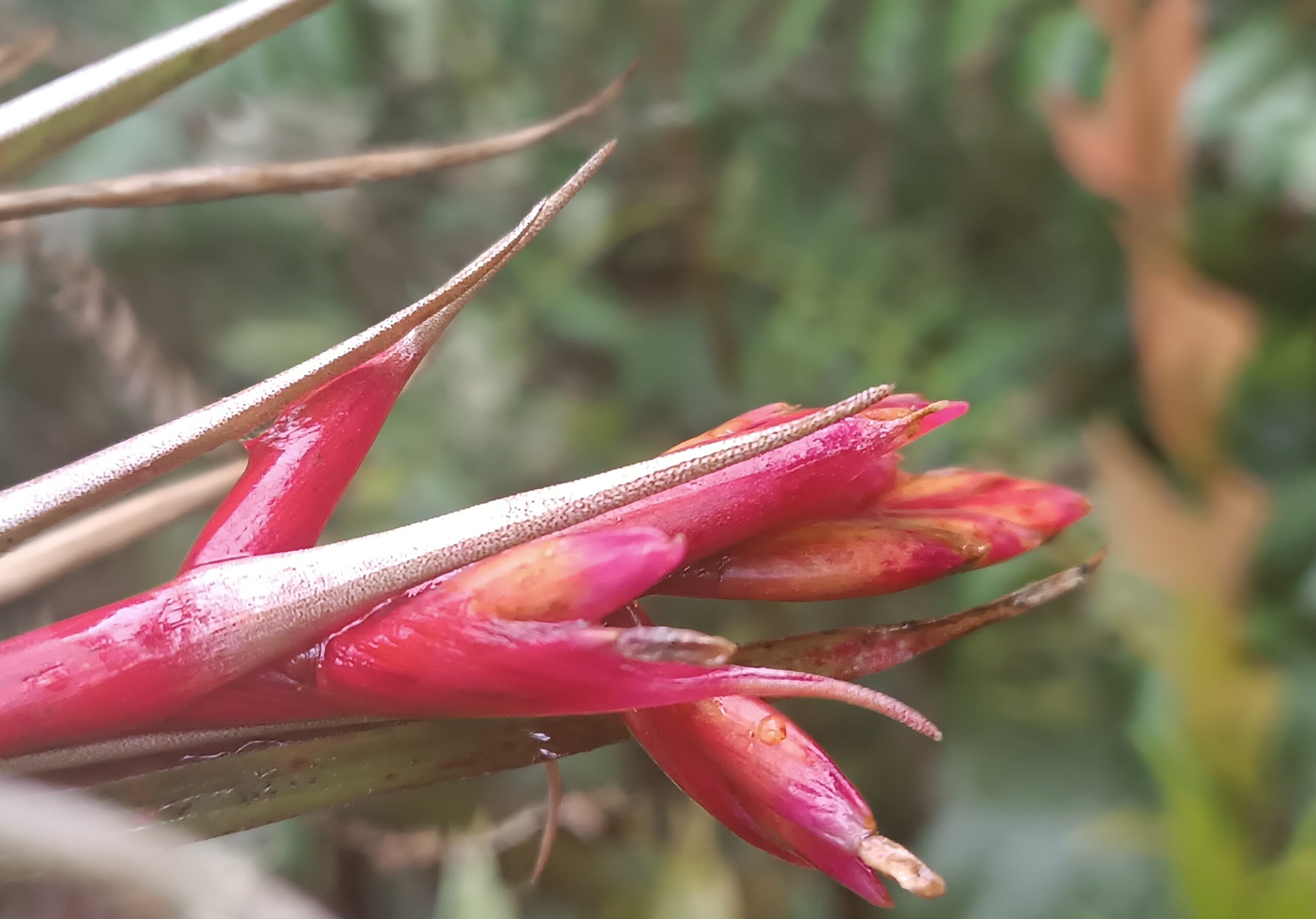 A paso botánico