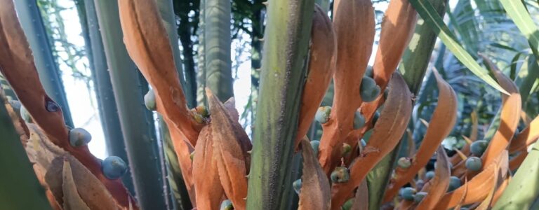 Las Cycas salseras de El Poblado