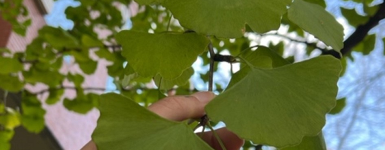 Lecciones de un árbol que no desapareció