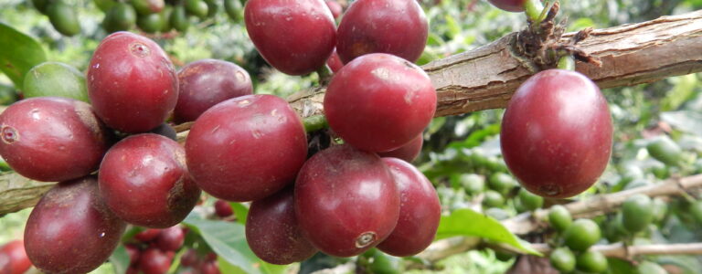 Nuevo ¿Nos tomamos un café? Asignando nombres científicos a las plantas