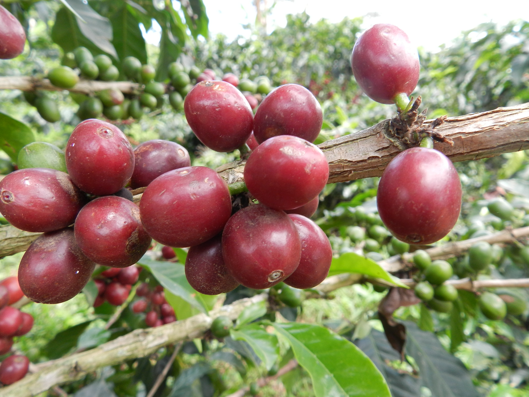 ¿Nos tomamos un café? Asignando nombres científicos a las plantas